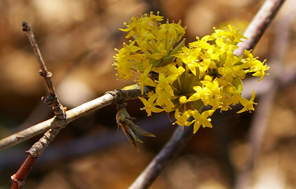 Cornus mas / Corniolo maschio